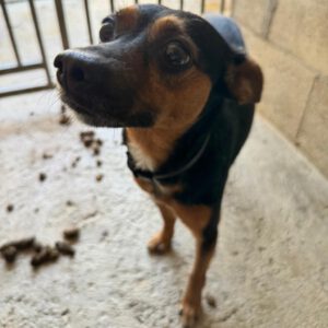 Pinscher Mischling Manolito, 11/2021, ca. 30 cm