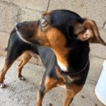 Pinscher Mischling Manolito, 11/2021, ca. 30 cm
