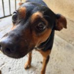Pinscher Mischling Manolito, 11/2021, ca. 30 cm