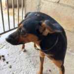 Pinscher Mischling Manolito, 11/2021, ca. 30 cm
