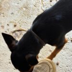 Pinscher Mischling Manolito, 11/2021, ca. 30 cm