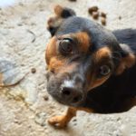 Pinscher Mischling Manolito, 11/2021, ca. 30 cm