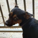 Pinscher Mischling Manolito, 11/2021, ca. 30 cm