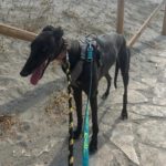 Galgo Manuela, 04/2024, ca. 65 cm