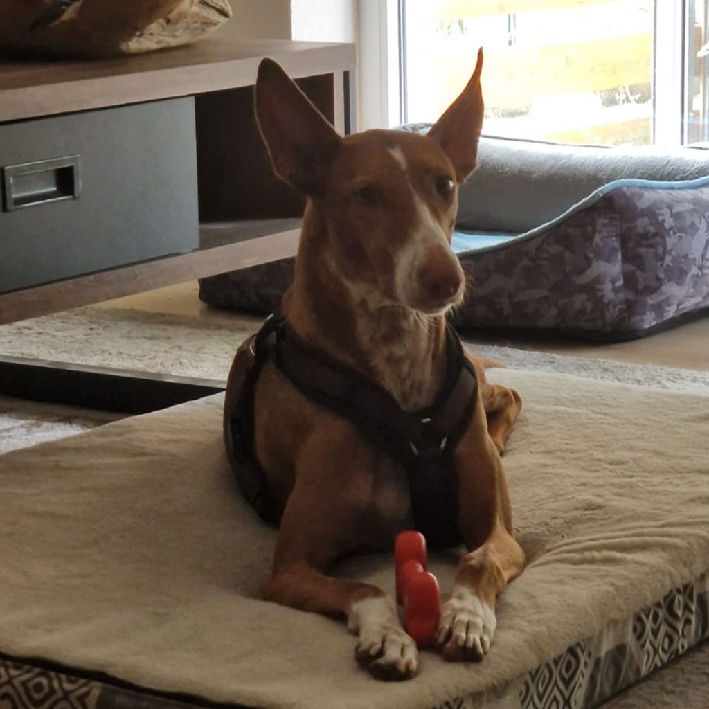 Podenco Manuela, 11/2022, ca. 55 cm, 88422 Kanzach