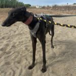 Galgo Manuela, 04/2024, ca. 65 cm