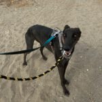 Galgo Manuela, 04/2024, ca. 65 cm
