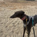 Galgo Manuela, 04/2024, ca. 65 cm