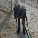 Galgo Manuela, 04/2024, ca. 65 cm