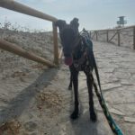 Galgo Manuela, 04/2024, ca. 65 cm