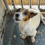 Jack Russell Terrier Maruca, 06/2018, ca. 30 cm