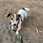 Jack Russell Terrier Maruca, 06/2018, ca. 30 cm