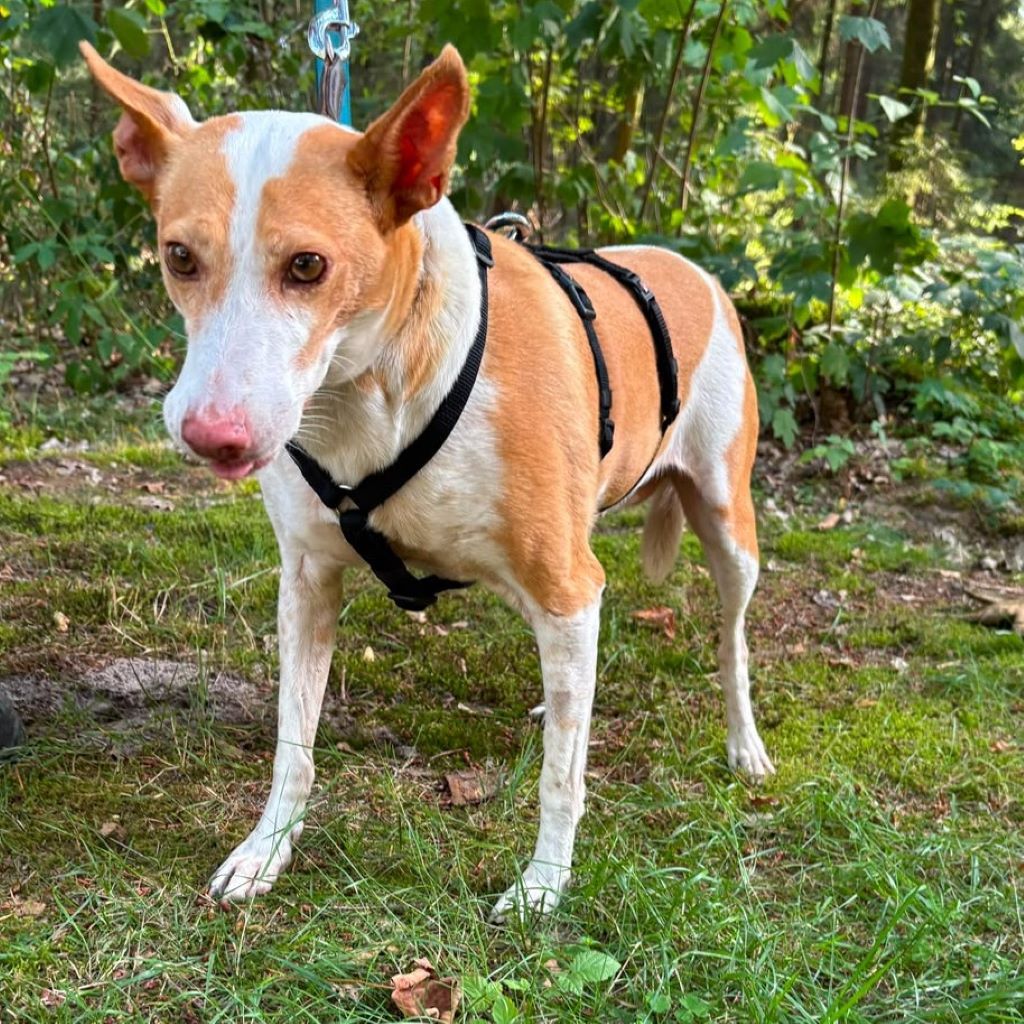 Podenco Maruchi, 06/2017, ca. 45 cm, 49584 Fürstenau
