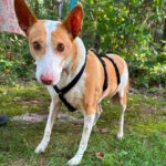 Podenco Maruchi, 06/2017, ca. 45 cm, 49584 Fürstenau