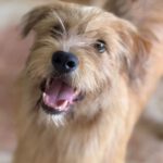 Terrier Mischling Melani, 08/2025, ca. 40 cm