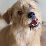 Terrier Mischling Melani, 08/2025, ca. 40 cm