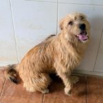 Terrier Mischling Melani, 08/2025, ca. 40 cm