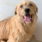 Terrier Mischling Melani, 08/2025, ca. 40 cm