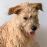Terrier Mischling Melani, 08/2025, ca. 40 cm