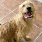 Terrier Mischling Melani, 08/2025, ca. 40 cm