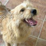 Terrier Mischling Melani, 08/2025, ca. 40 cm