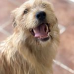 Terrier Mischling Melani, 08/2025, ca. 40 cm