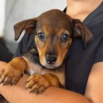 Podenco Mischling Mercedes, 05/2026, ca. 45 cm