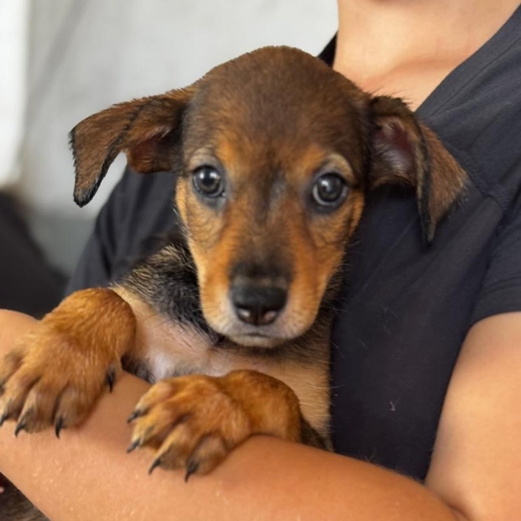 Podenco Mischling Mercedes, 05/2026, ca. 45 cm