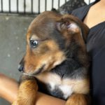 Podenco Mischling Mercedes, 05/2026, ca. 45 cm