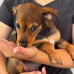 Podenco Mischling Mercedes, 05/2026, ca. 45 cm