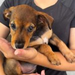 Podenco Mischling Mercedes, 05/2026, ca. 45 cm
