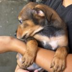 Podenco Mischling Mercedes, 05/2026, ca. 45 cm
