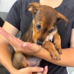 Podenco Mischling Mercedes, 05/2026, ca. 45 cm