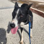Border Collie Mischling Mika, 06/2022, ca. 50 cm