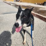 Border Collie Mischling Mika, 06/2022, ca. 50 cm