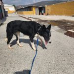 Border Collie Mischling Mika, 06/2022, ca. 50 cm