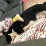 Border Collie Mischling Mika, 06/2022, ca. 50 cm