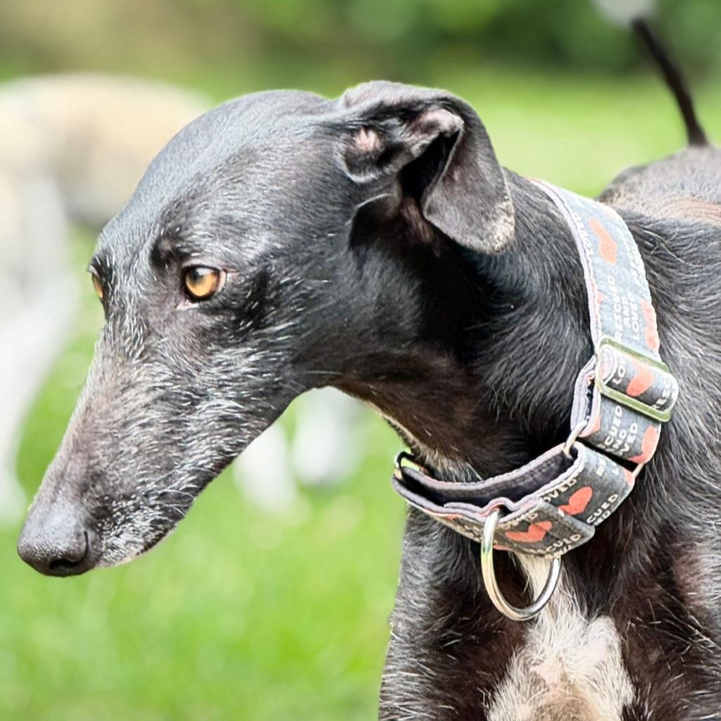 Galgo Mora, 03/2025, ca. 63 cm, 24558 Henstedt Ulzburg