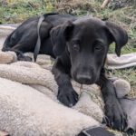 Labrador Mischling Morpheus, 12/2025, Endgröße ca. 55 cm, 56357 Ehr