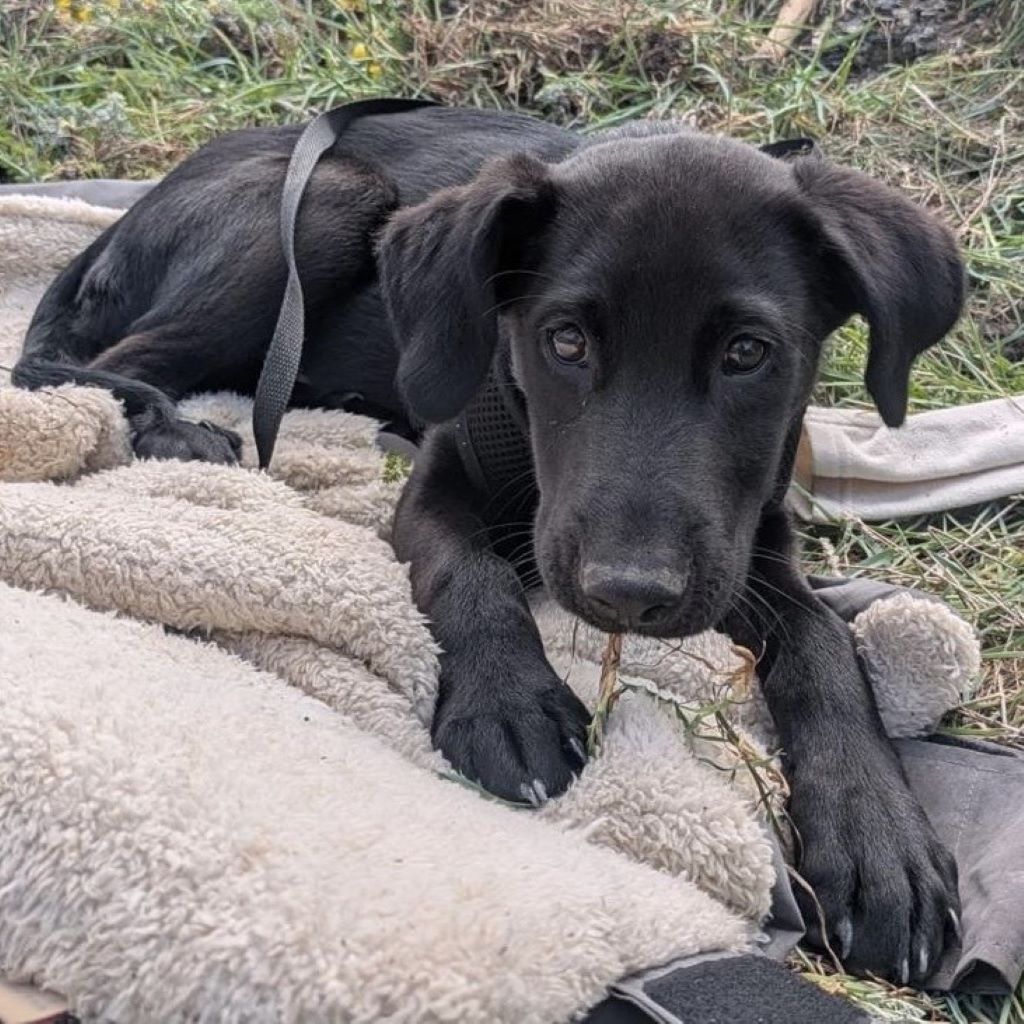 Labrador Mischling Morpheus, 12/2025, Endgröße ca. 55 cm, 56357 Ehr