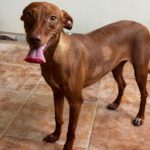 Podenco Nancy, 06/2024, ca. 45 cm