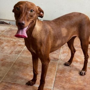 Podenco Nancy, 06/2024, ca. 45 cm