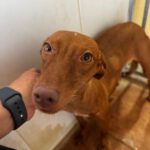 Podenco Nancy, 06/2024, ca. 45 cm