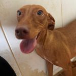Podenco Nancy, 06/2024, ca. 45 cm