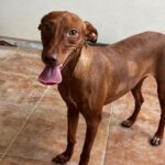 Podenco Nancy, 06/2024, ca. 45 cm