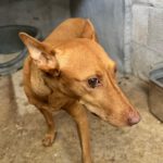Podenco Nando, 09/2024, ca. 40 cm