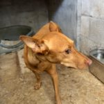 Podenco Nando, 09/2024, ca. 40 cm