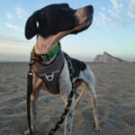 Pointer Negro, 07/2024, ca. 45 cm
