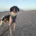 Pointer Negro, 07/2024, ca. 45 cm