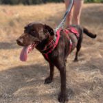 Labrador Nela, 02/2023, ca. 50 cm